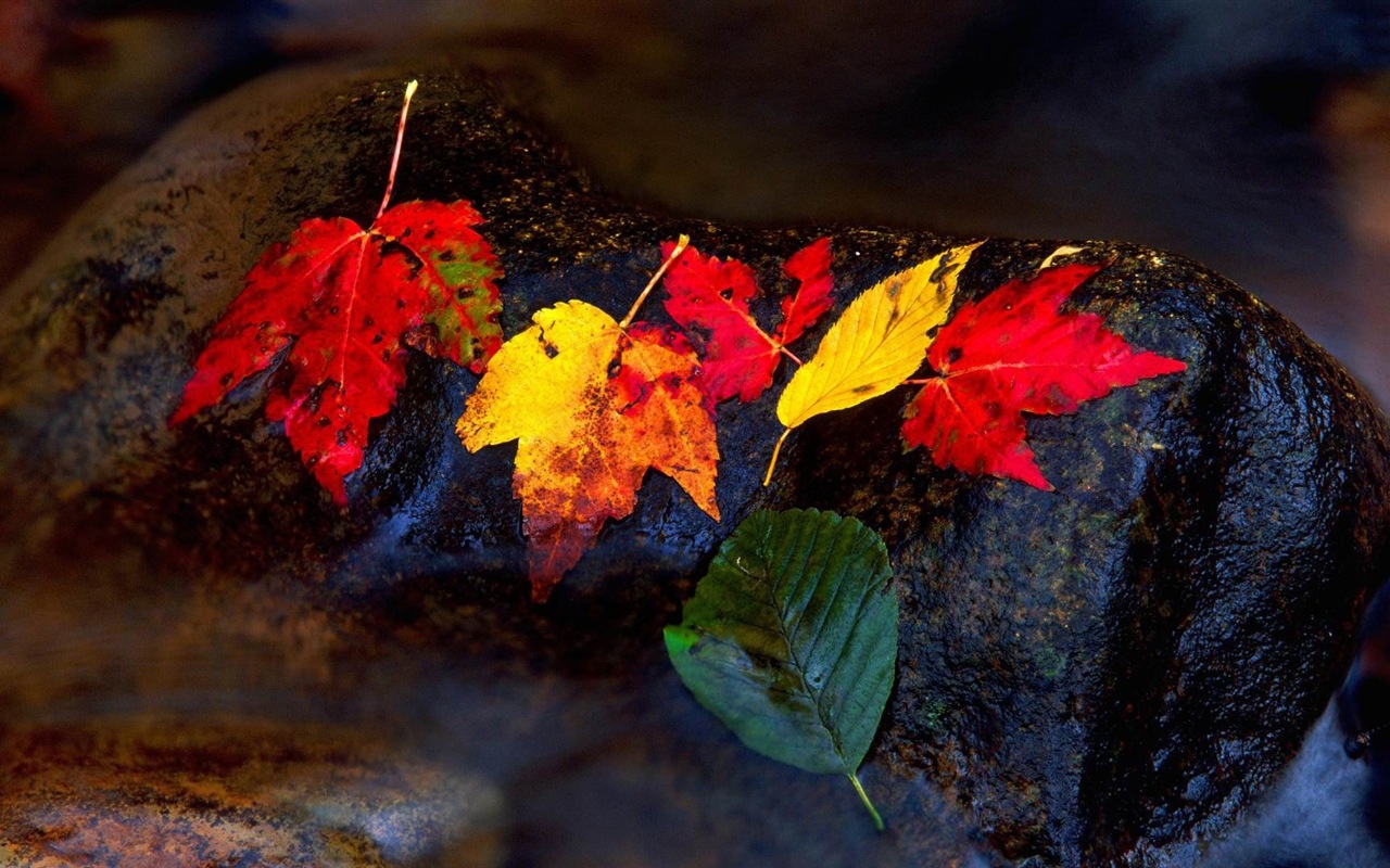 Windows 8.1 Theme HD wallpapers: beautiful autumn leaves #11 - 1280x800
