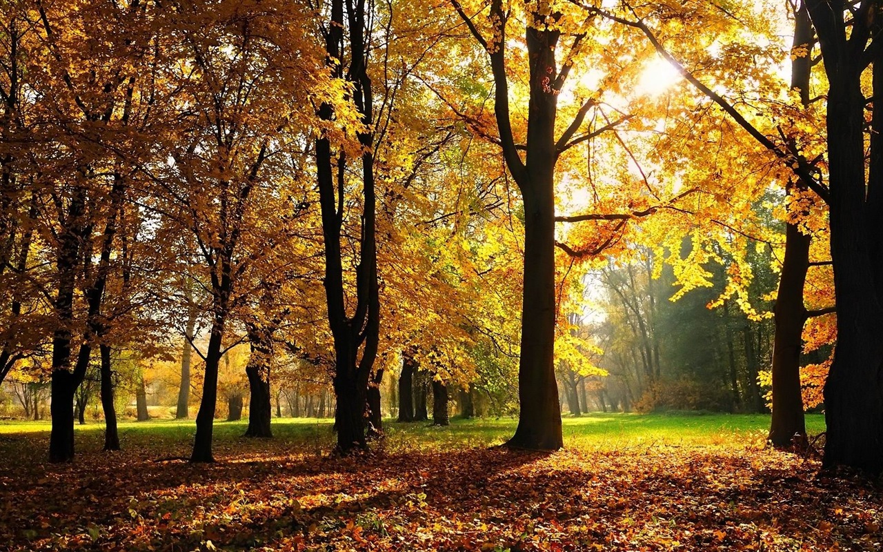 Thème de Windows 8.1 HD fonds d'écran: belles feuilles d'automne #15 - 1280x800