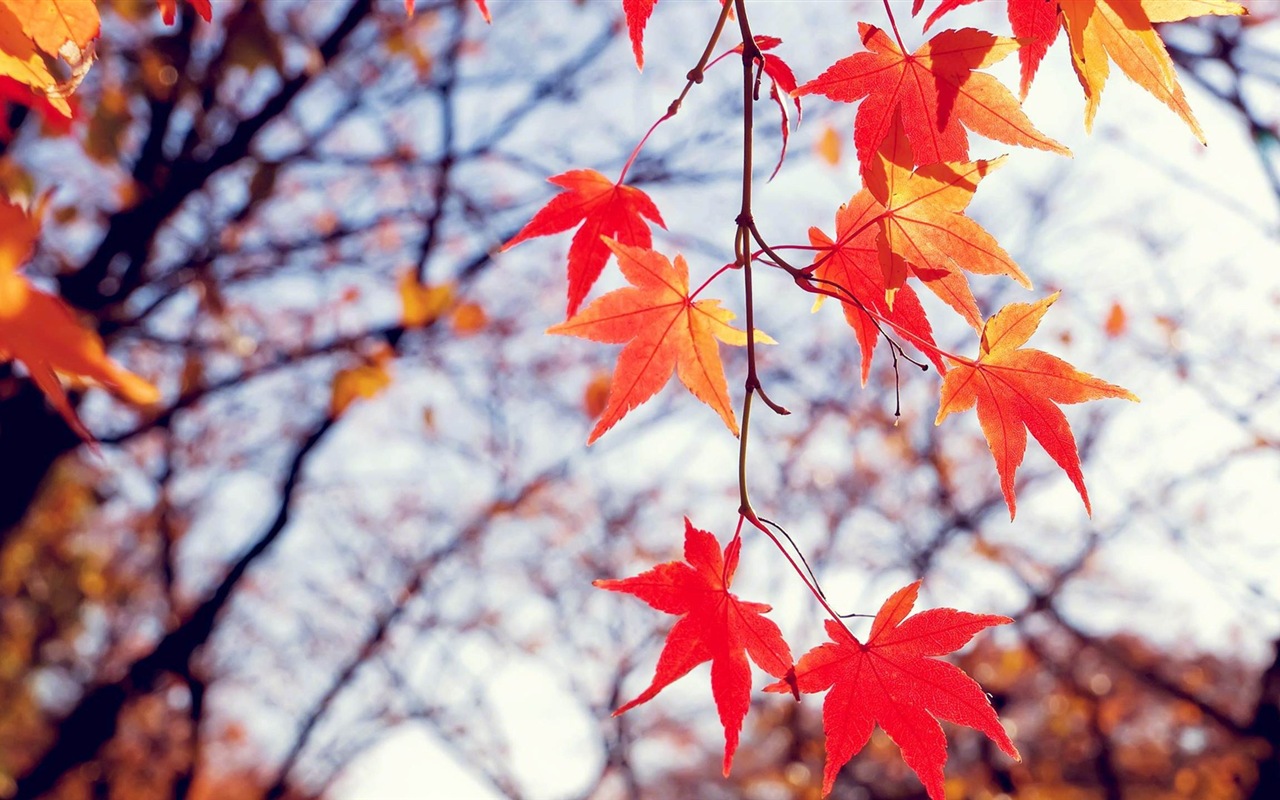 Windows 8.1 Theme HD wallpapers: beautiful autumn leaves #18 - 1280x800