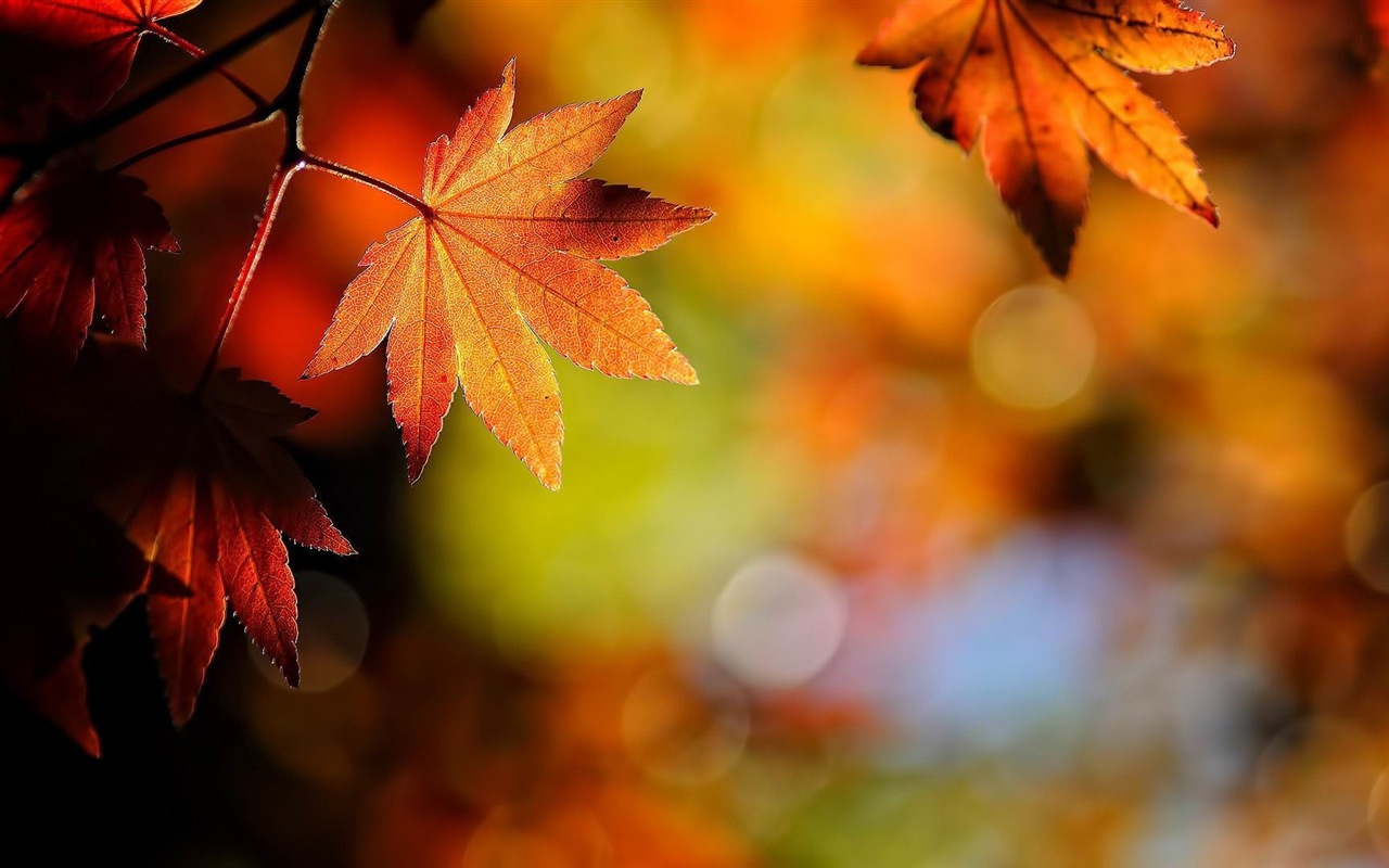Thème de Windows 8.1 HD fonds d'écran: belles feuilles d'automne #19 - 1280x800