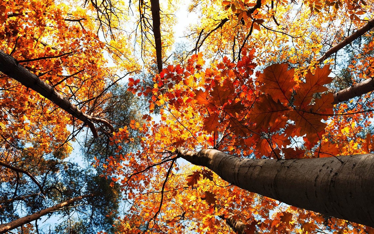 Windows 8.1 Theme HD wallpapers: beautiful autumn leaves #20 - 1280x800