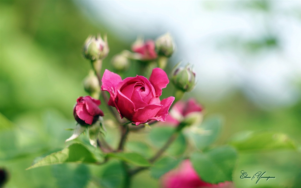 Windows 8 Theme HD Wallpapers: Beautiful flowers #1 - 1280x800