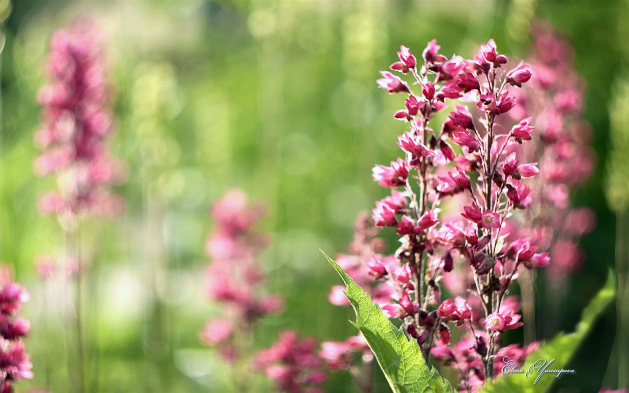 Windows 8 téma HD Tapety na plochu: Krásné květiny #2 - 1280x800