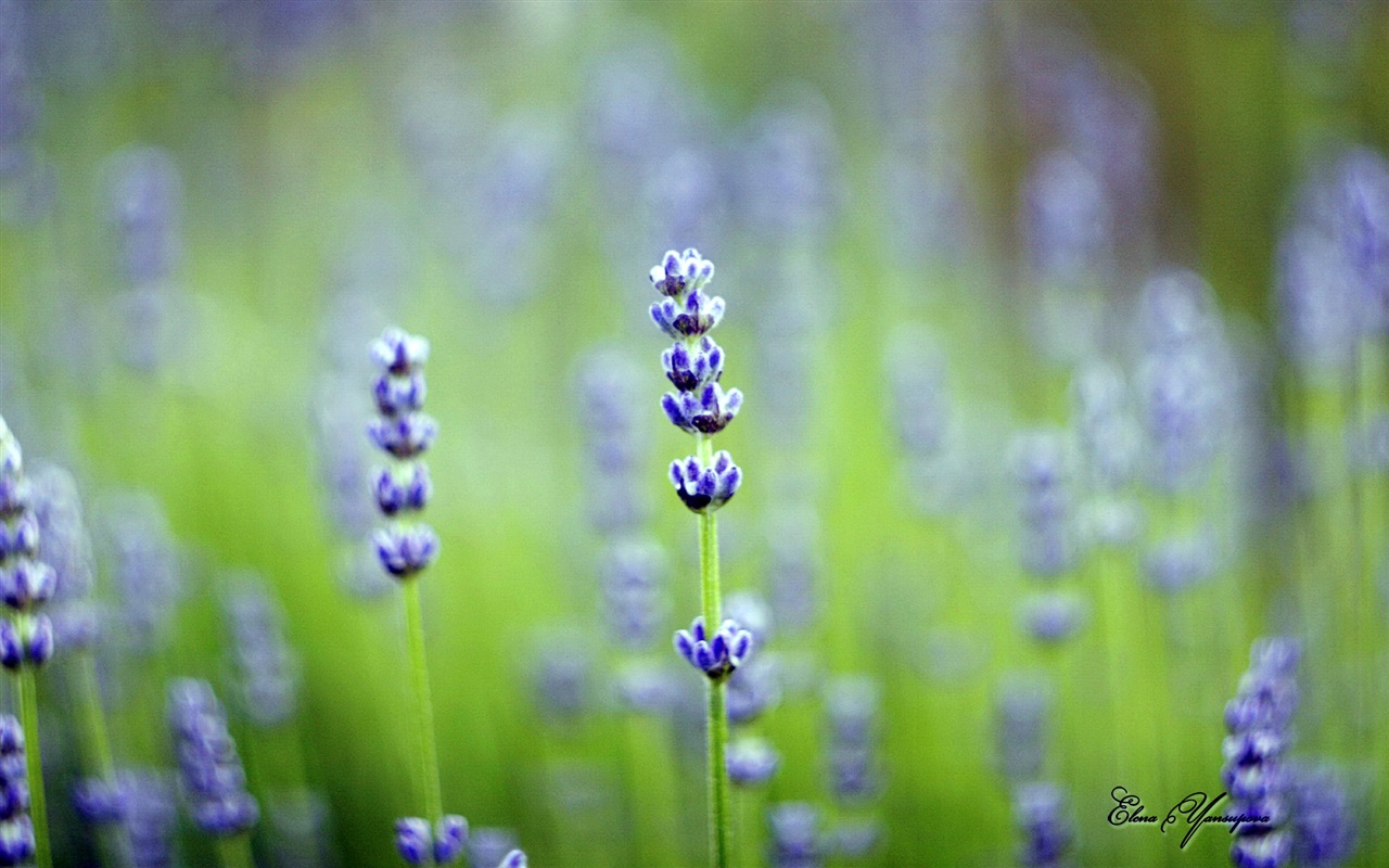 Windows 8 Theme HD Fonds d'écran: Belles fleurs #6 - 1280x800