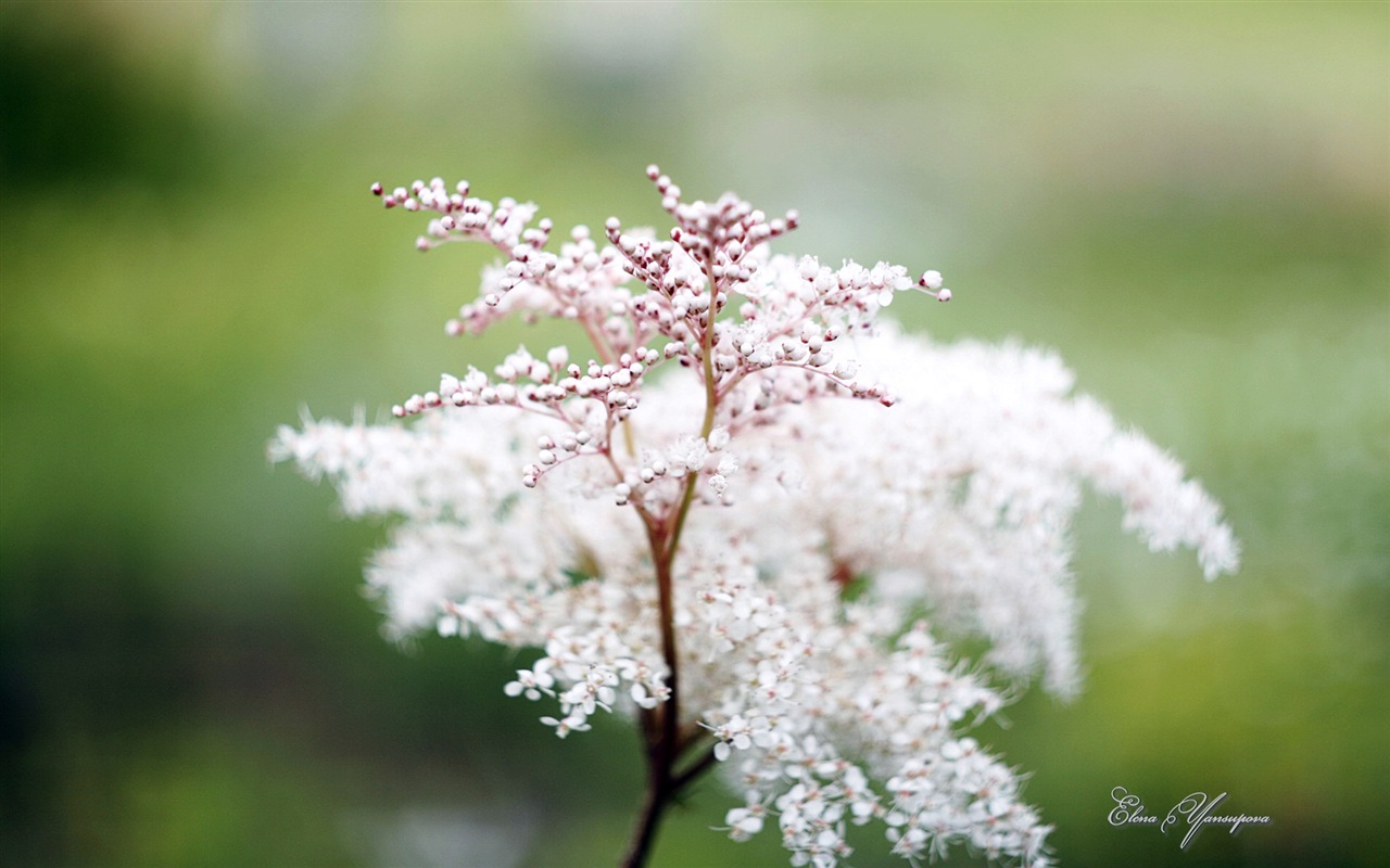 Windows 8 Theme HD Fonds d'écran: Belles fleurs #10 - 1280x800