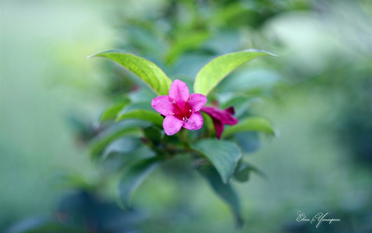 Windows 8 Theme HD Wallpapers: Beautiful flowers #12 - 1280x800