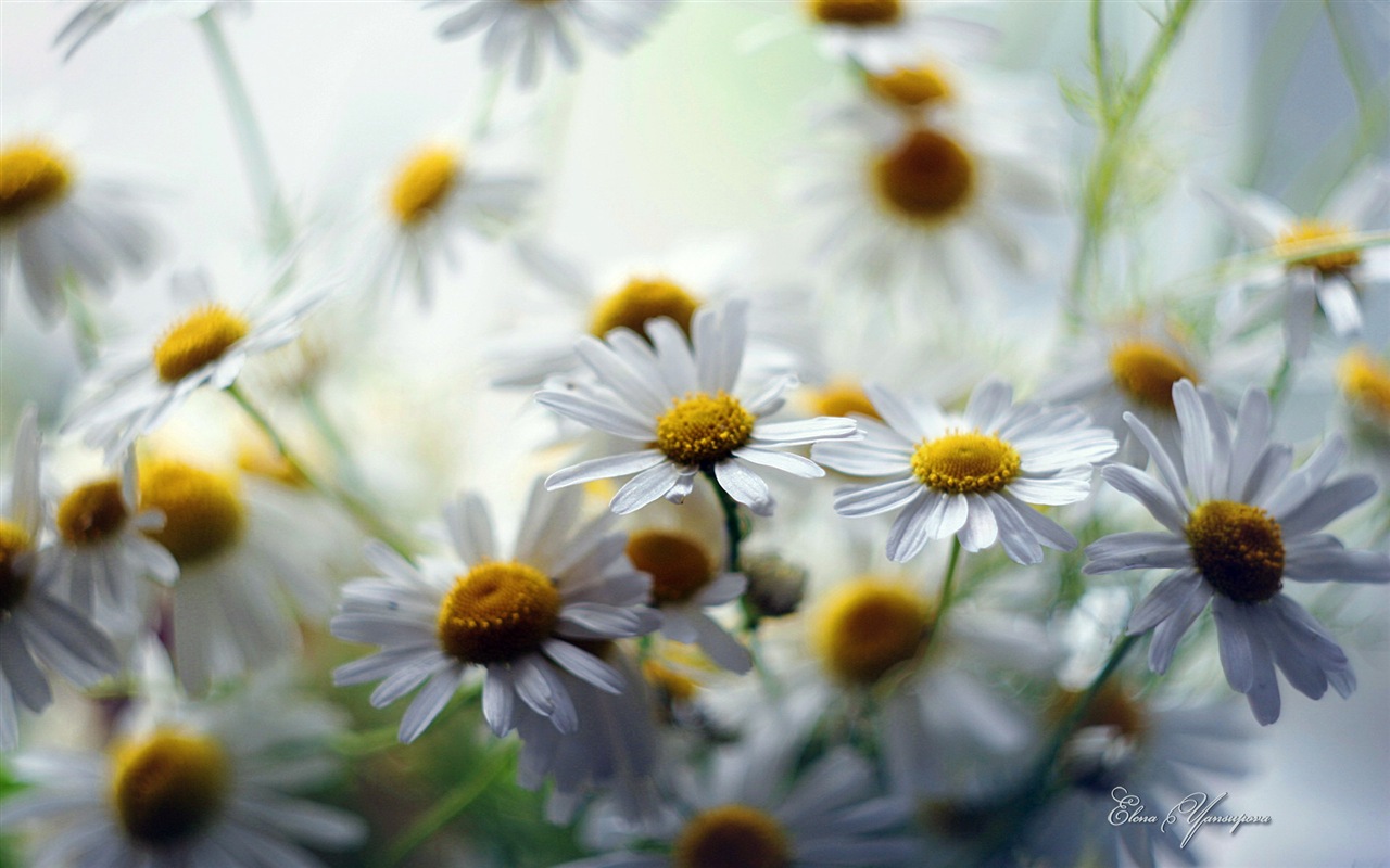 Windows 8 Theme HD Wallpapers: Beautiful flowers #13 - 1280x800