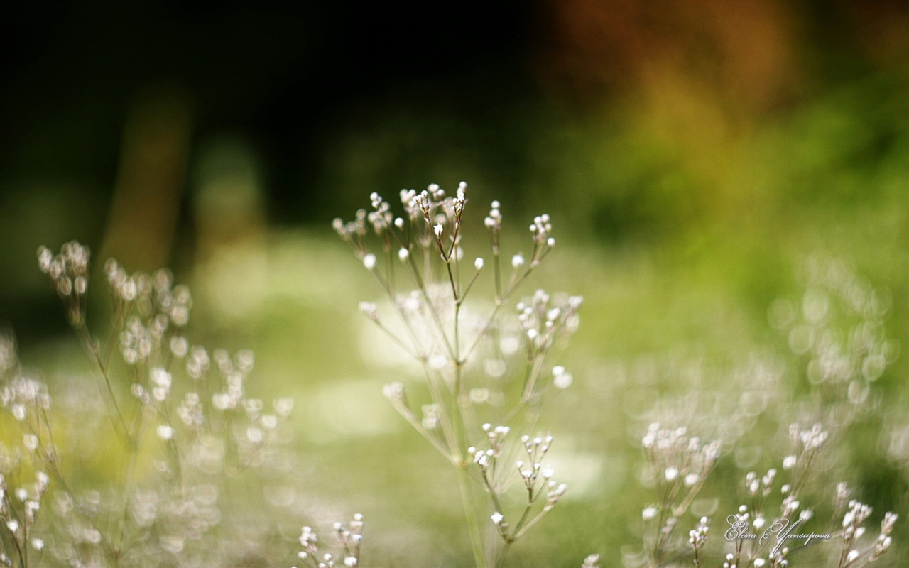 Windows 8 Theme HD Fonds d'écran: Belles fleurs #14 - 1280x800