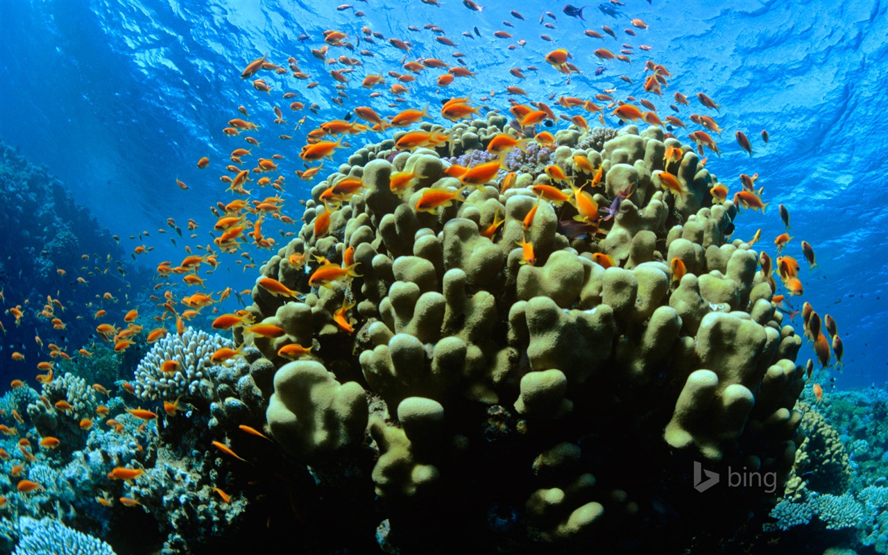 Microsoft bing November exquisite HD wallpaper #3 - 1280x800