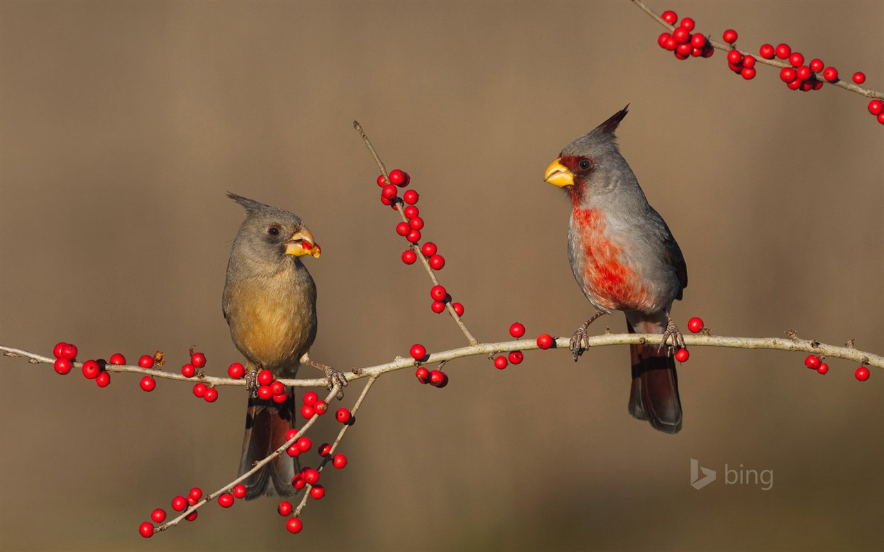 微软bing 11月份精美高清壁纸17 - 1280x800