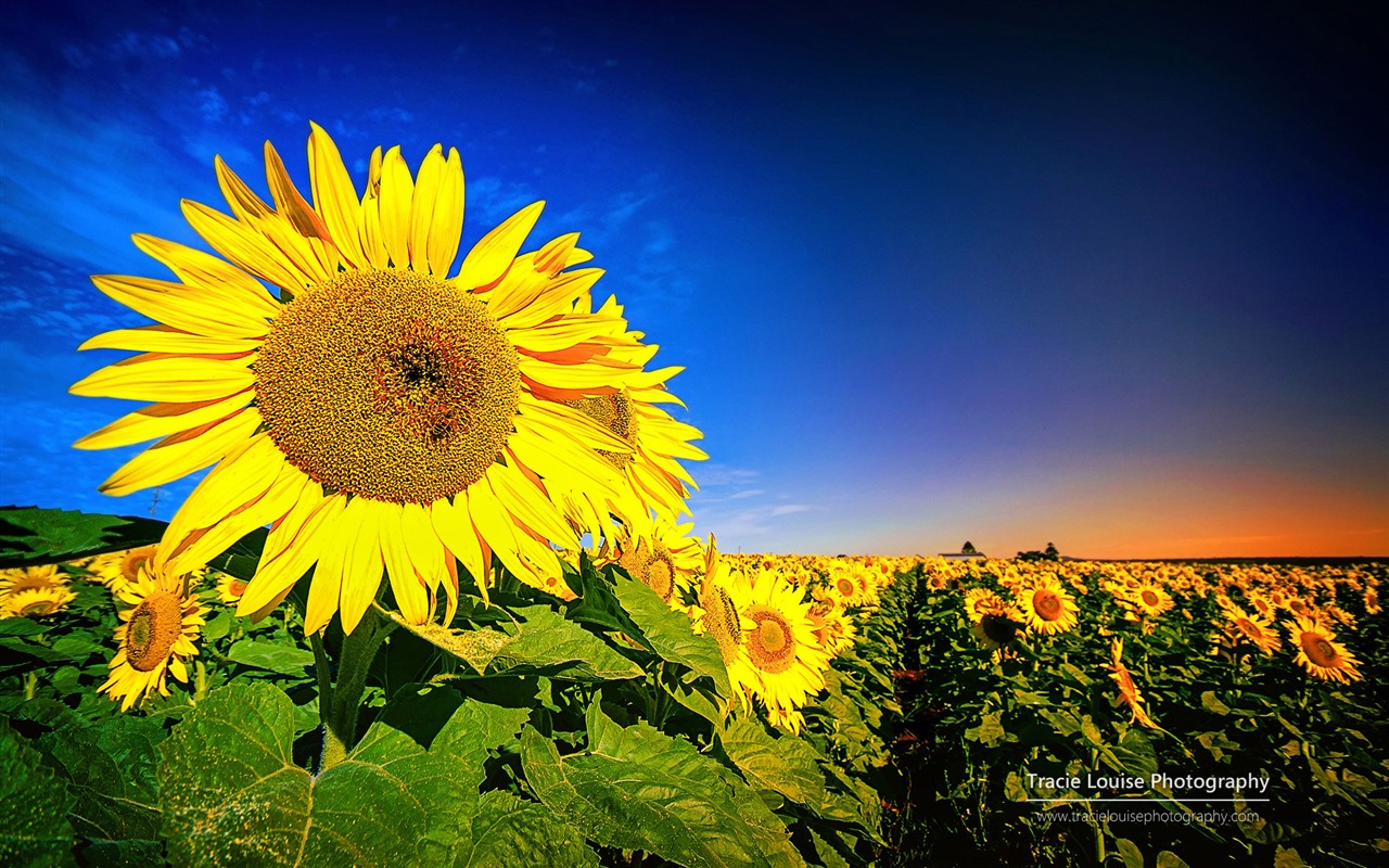 Queensland, Australia, hermosos paisajes, fondos de pantalla de Windows 8 tema de HD #13 - 1280x800