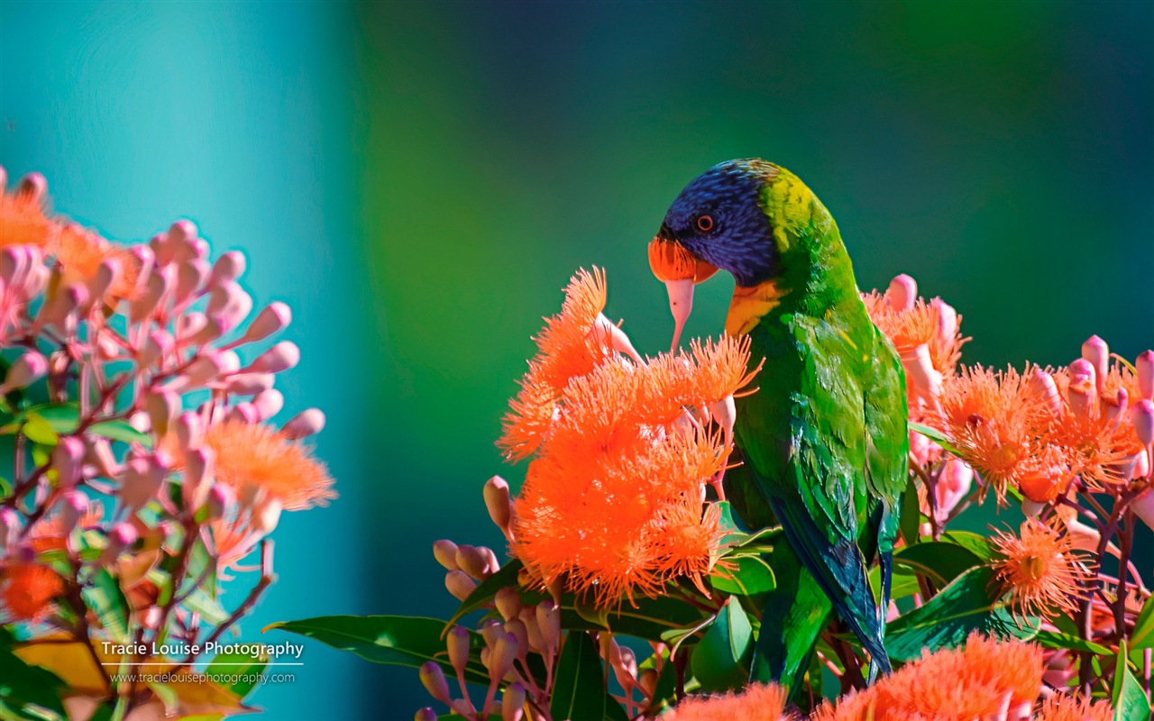 カラフルな鳥、Windowsの8テーマの壁紙 #3 - 1280x800