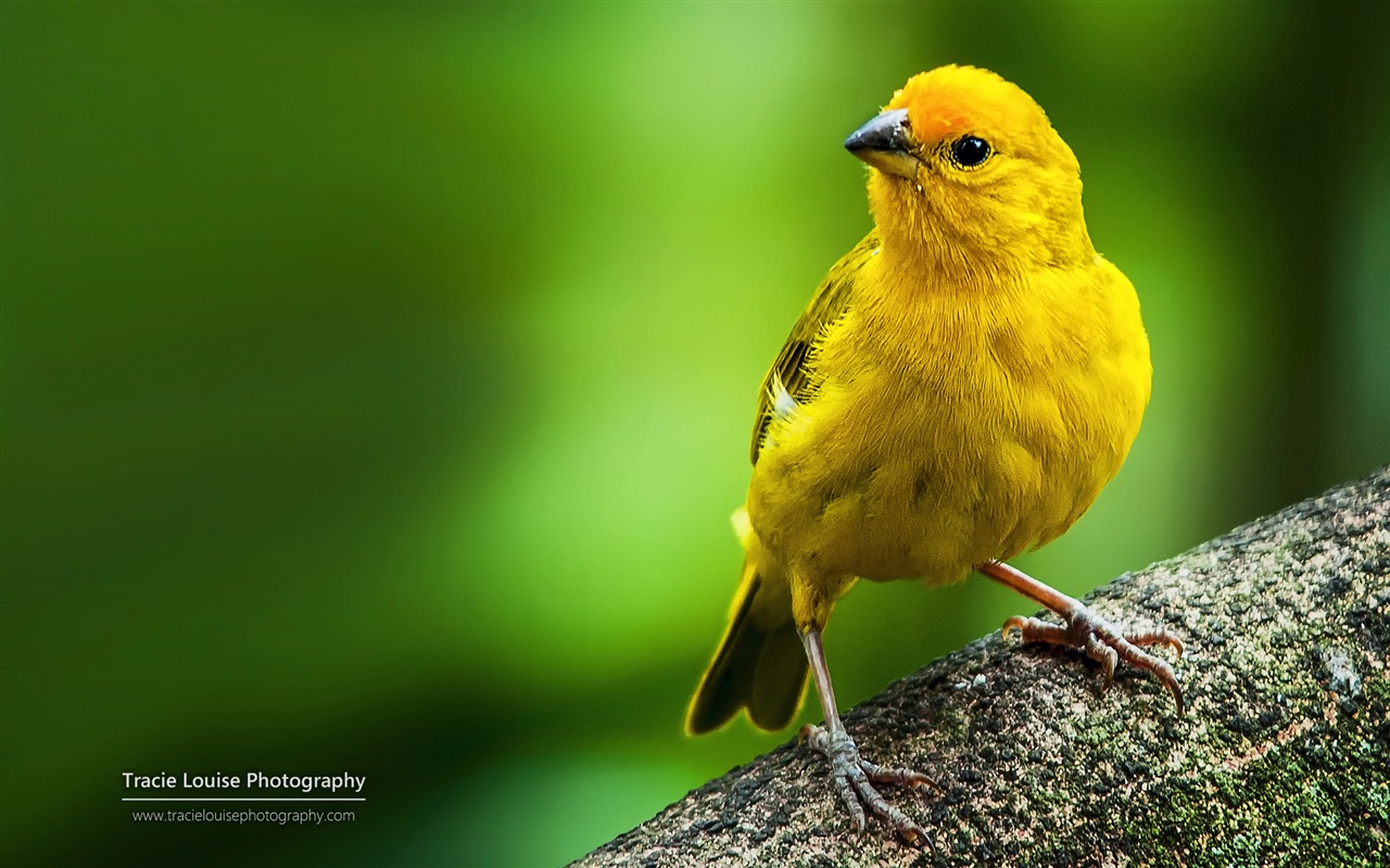 Colorful birds, Windows 8 theme wallpaper #4 - 1280x800