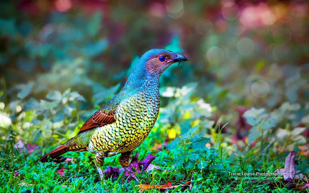 カラフルな鳥、Windowsの8テーマの壁紙 #5 - 1280x800