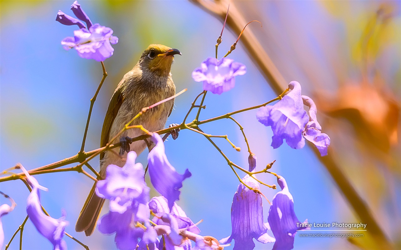 五彩繽紛的鳥兒，Windows 8 主題壁紙 #6 - 1280x800