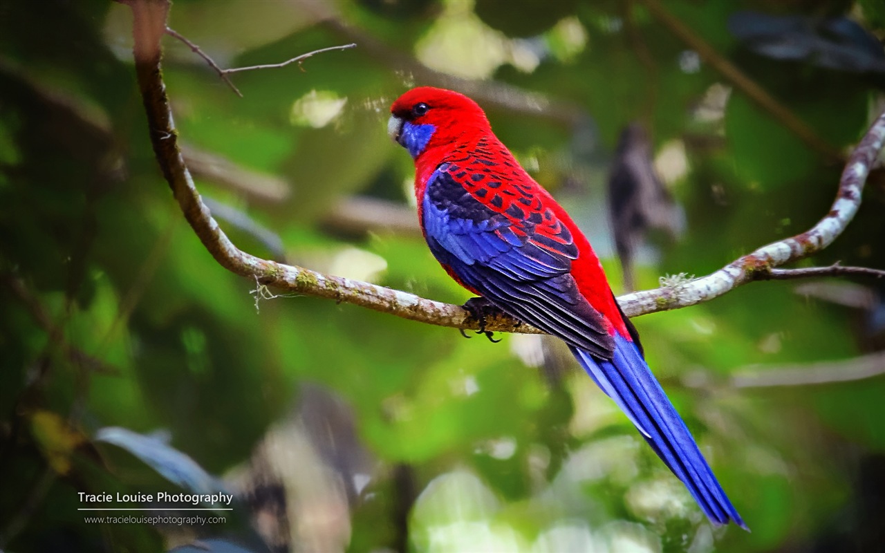 カラフルな鳥、Windowsの8テーマの壁紙 #8 - 1280x800