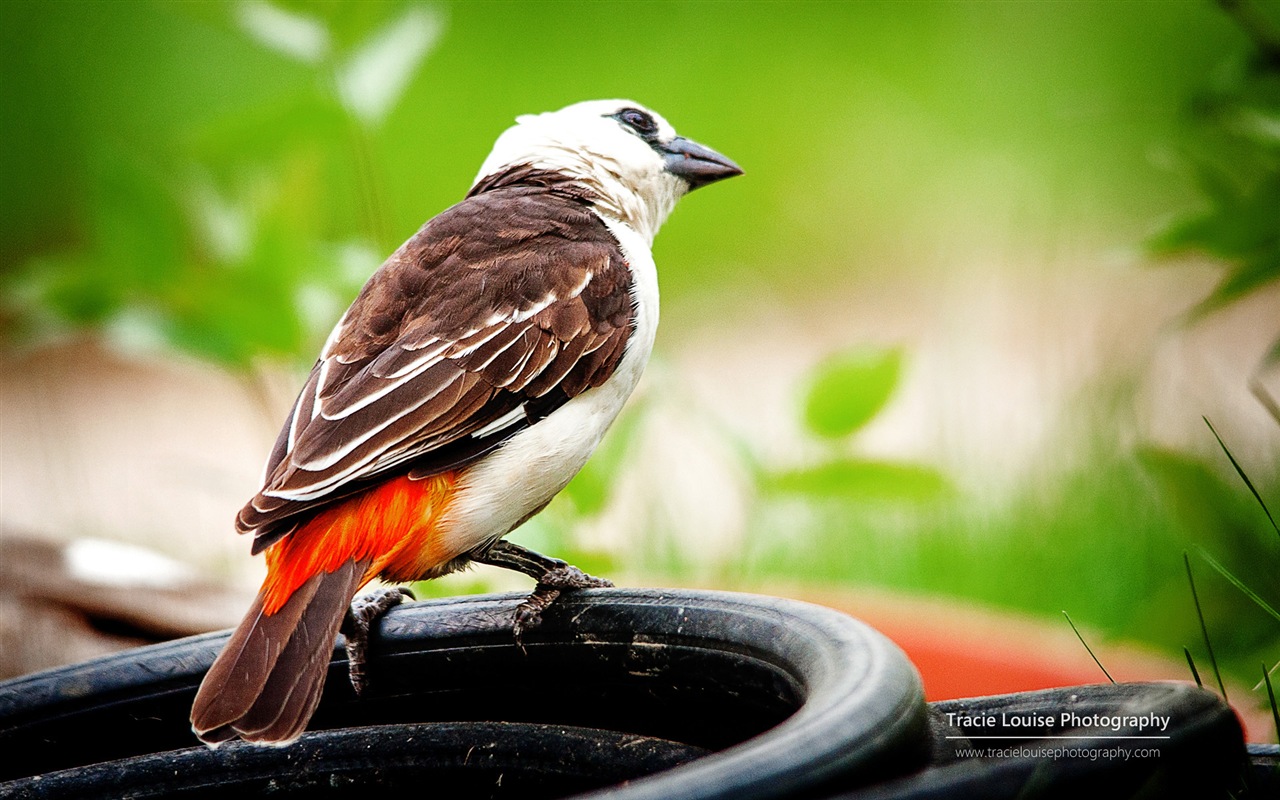 カラフルな鳥、Windowsの8テーマの壁紙 #9 - 1280x800