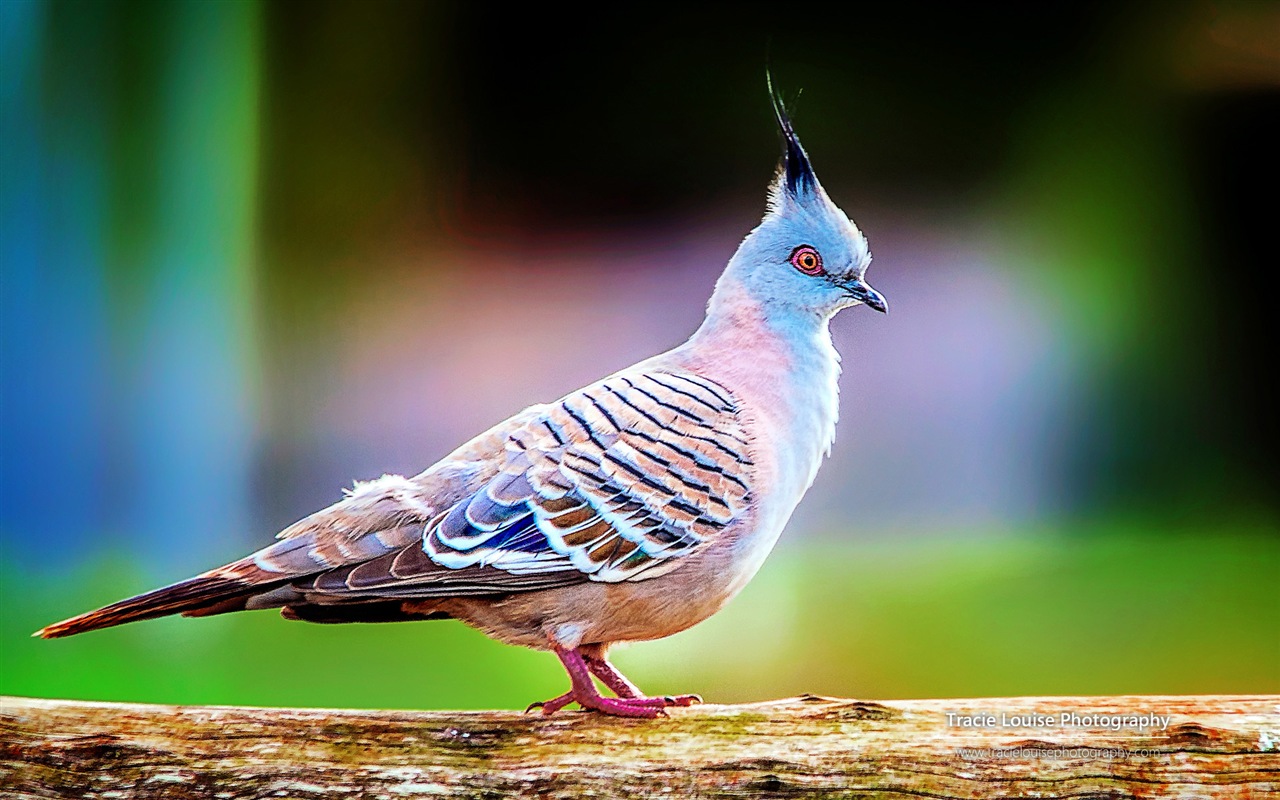 カラフルな鳥、Windowsの8テーマの壁紙 #10 - 1280x800