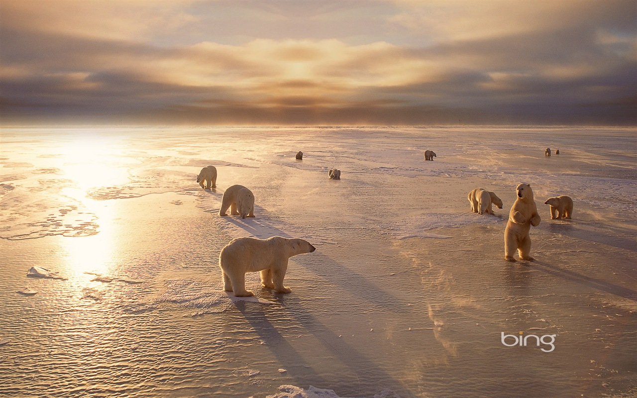 Bing 必應2014年1月壁紙精選 #8 - 1280x800