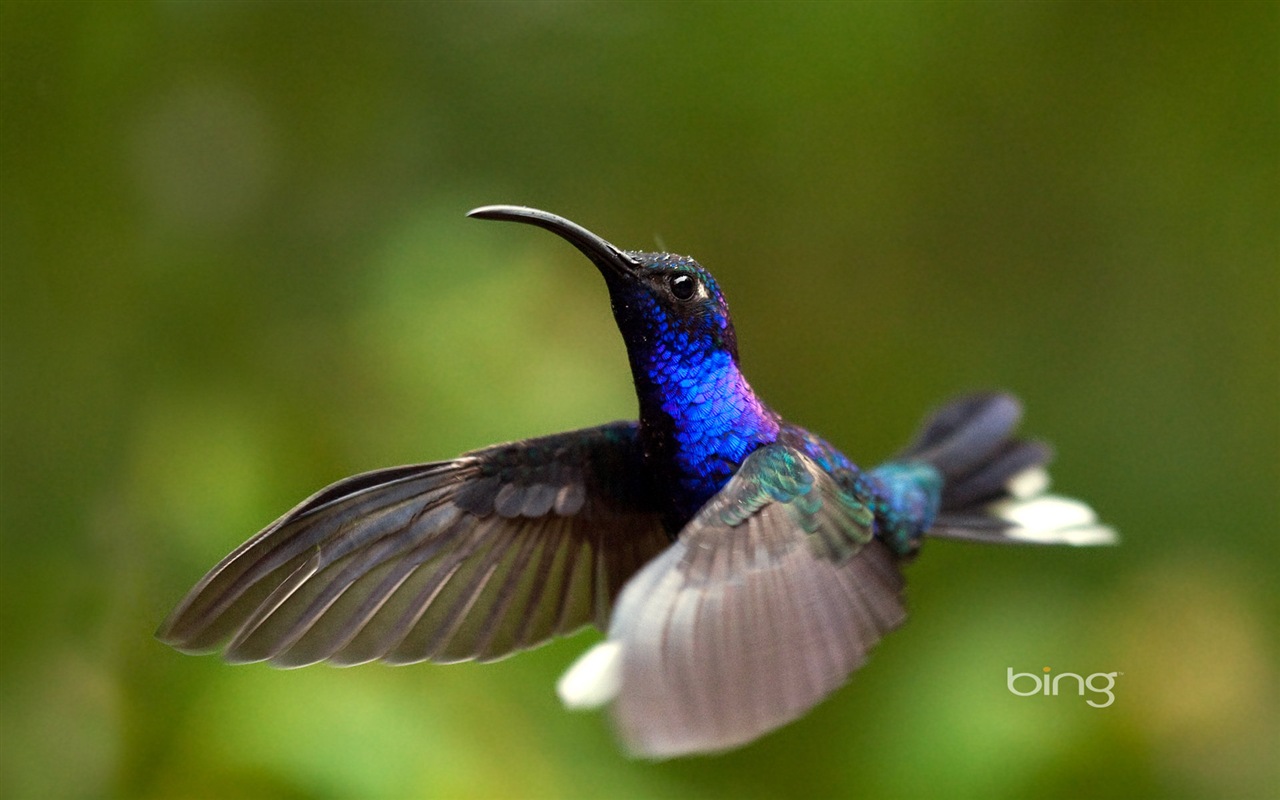 Bing 必應2014年1月壁紙精選 #9 - 1280x800