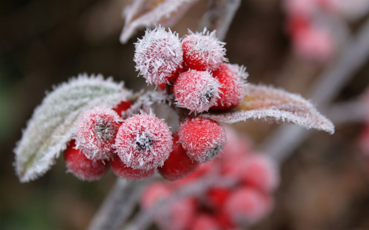 冬天的浆果 霜冻冰雪壁纸2 - 1280x800