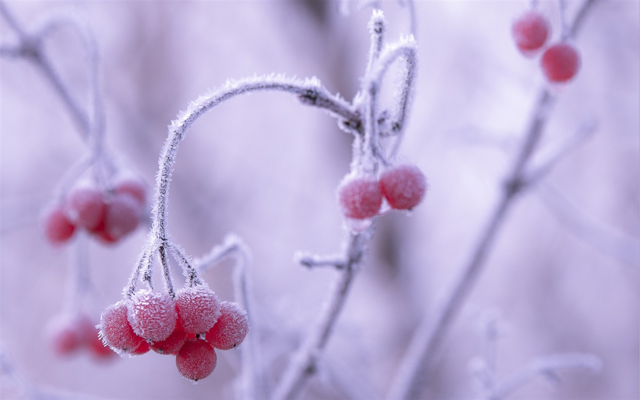 冬天的浆果 霜冻冰雪壁纸4 - 1280x800