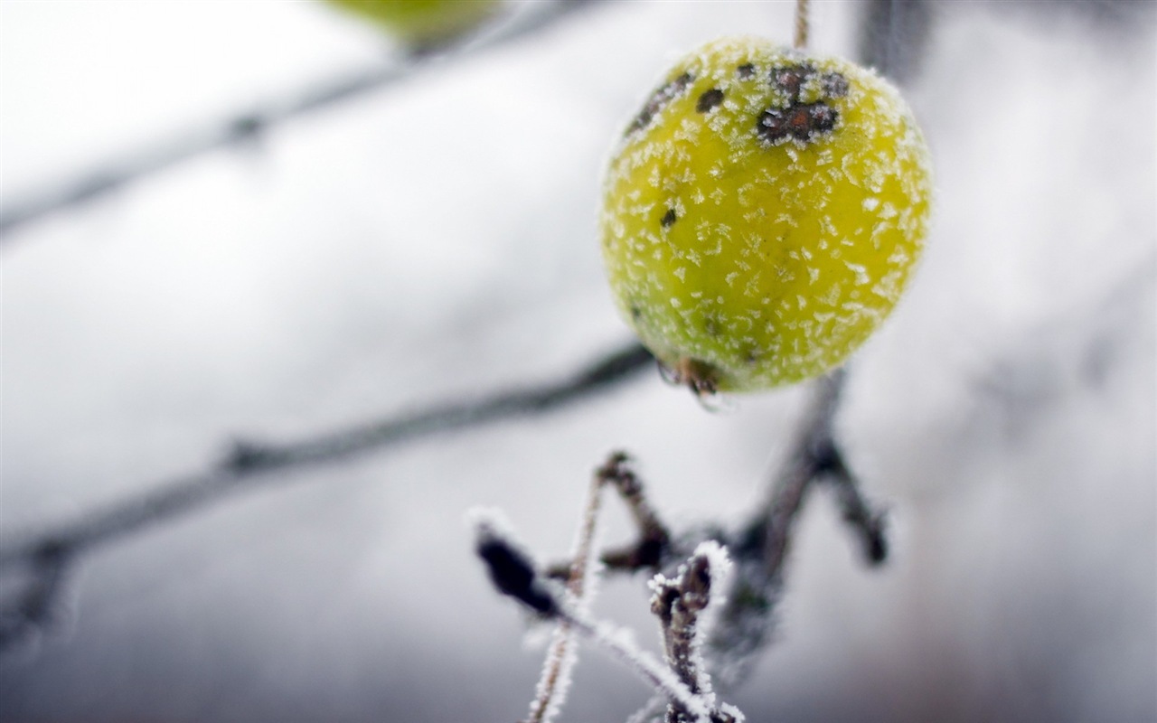 冬のベリー、霜、雪HDの壁紙 #6 - 1280x800
