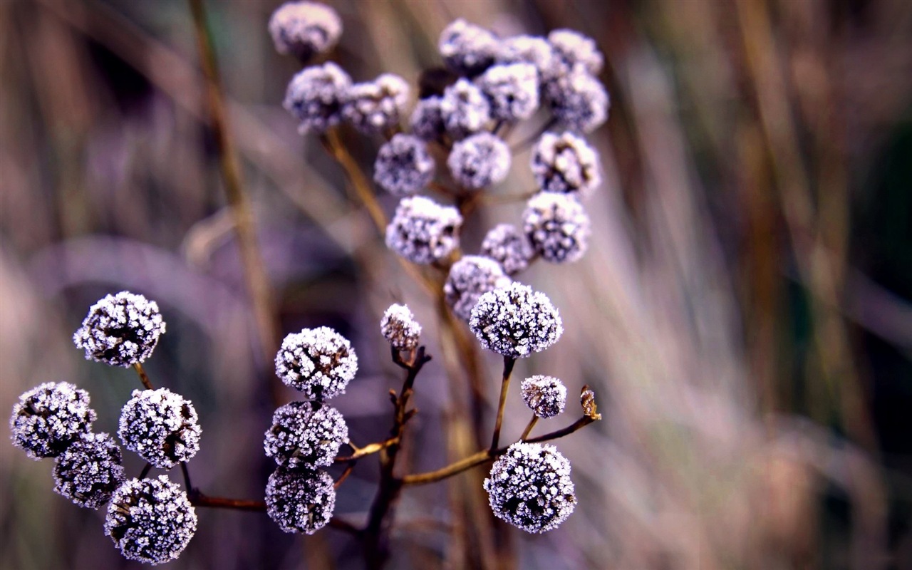 Winter berries, frost snow HD wallpapers #7 - 1280x800