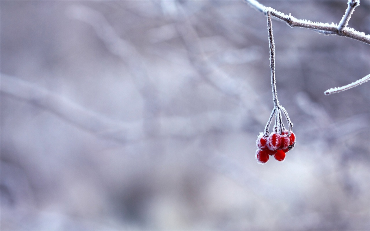 冬天的浆果 霜冻冰雪壁纸10 - 1280x800