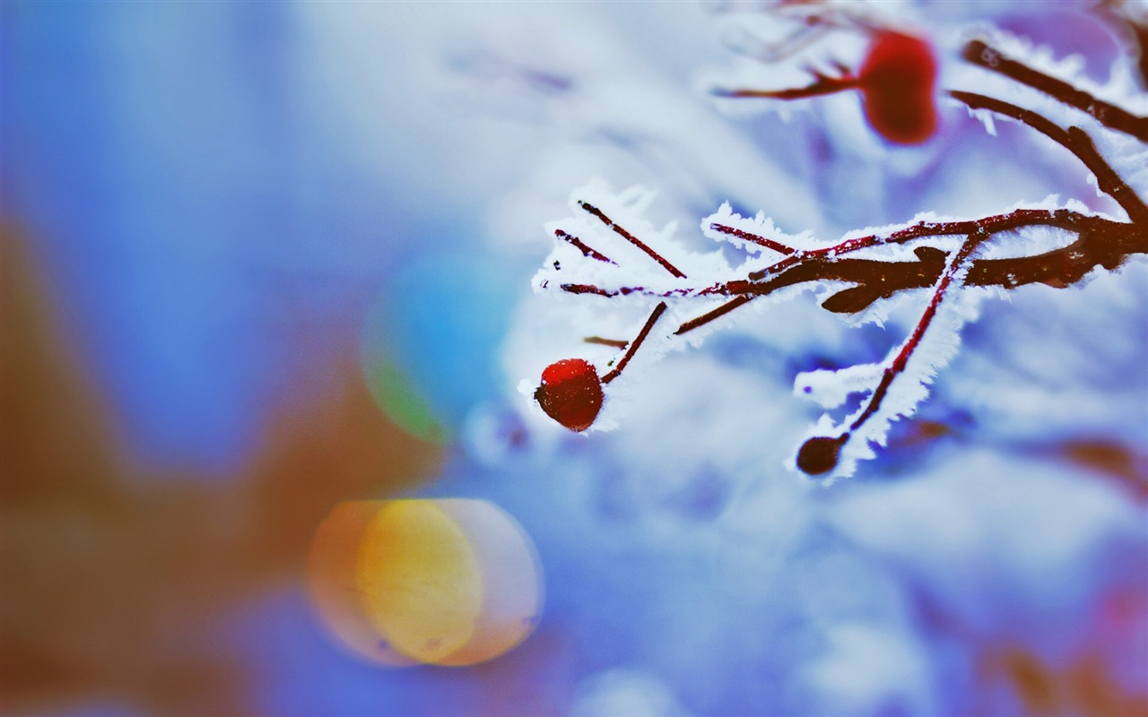 冬天的漿果 霜凍冰雪壁紙 #11 - 1280x800