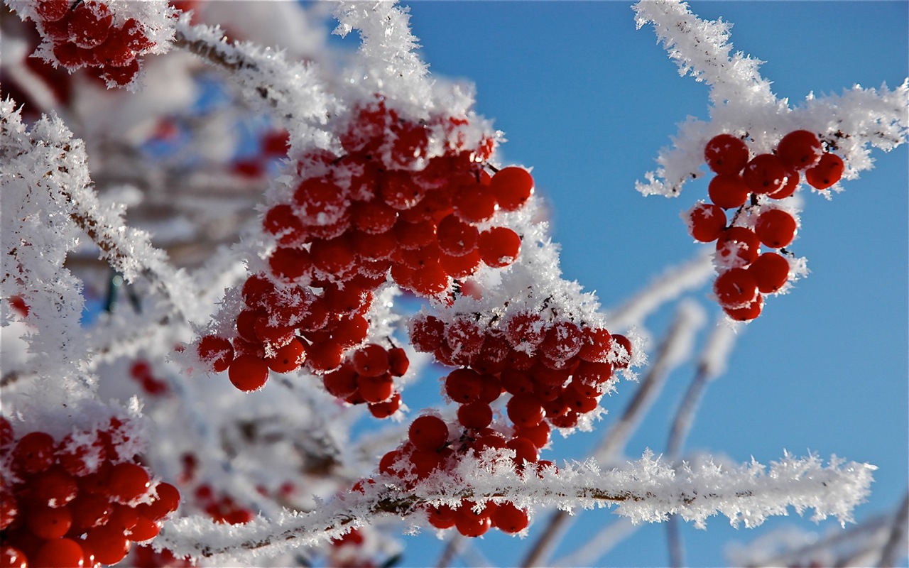 冬のベリー、霜、雪HDの壁紙 #14 - 1280x800