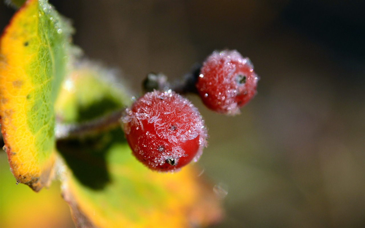 겨울 딸기, 서리 눈의 HD 배경 화면 #15 - 1280x800
