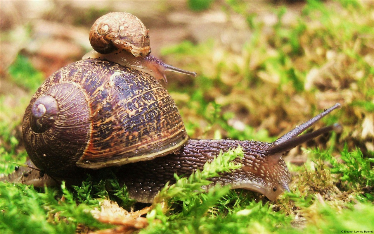 Colorful variety of animals, Windows 8 theme wallpapers #3 - 1280x800