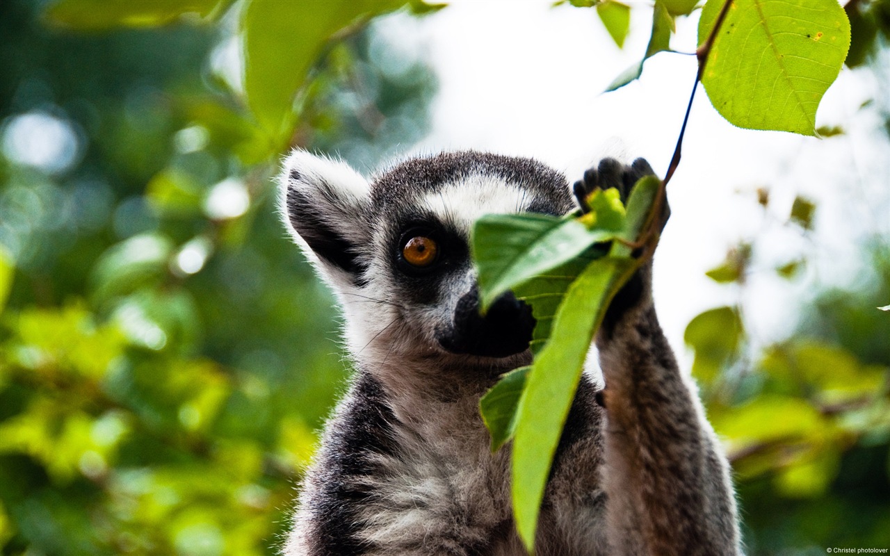 Colorful variety of animals, Windows 8 theme wallpapers #5 - 1280x800