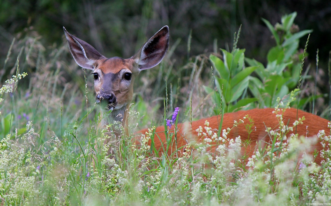 Colorful variety of animals, Windows 8 theme wallpapers #6 - 1280x800