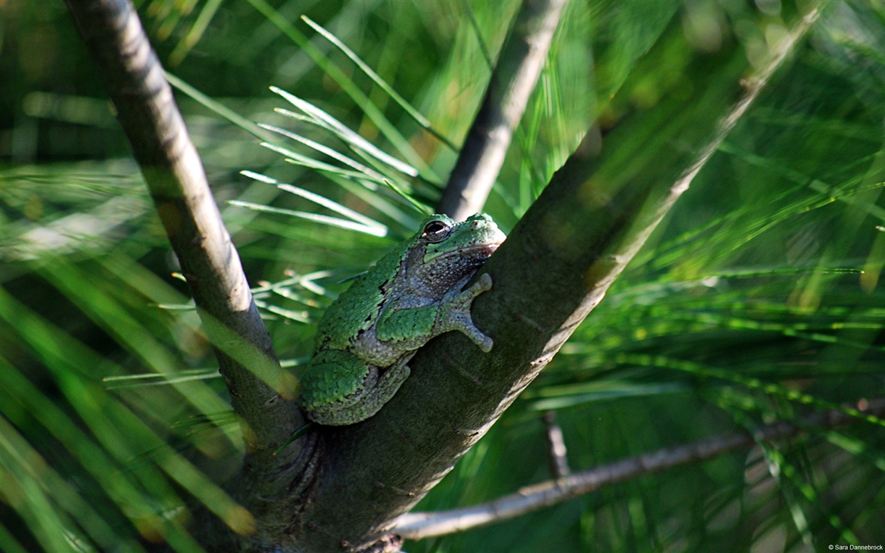 Colorful variety of animals, Windows 8 theme wallpapers #8 - 1280x800