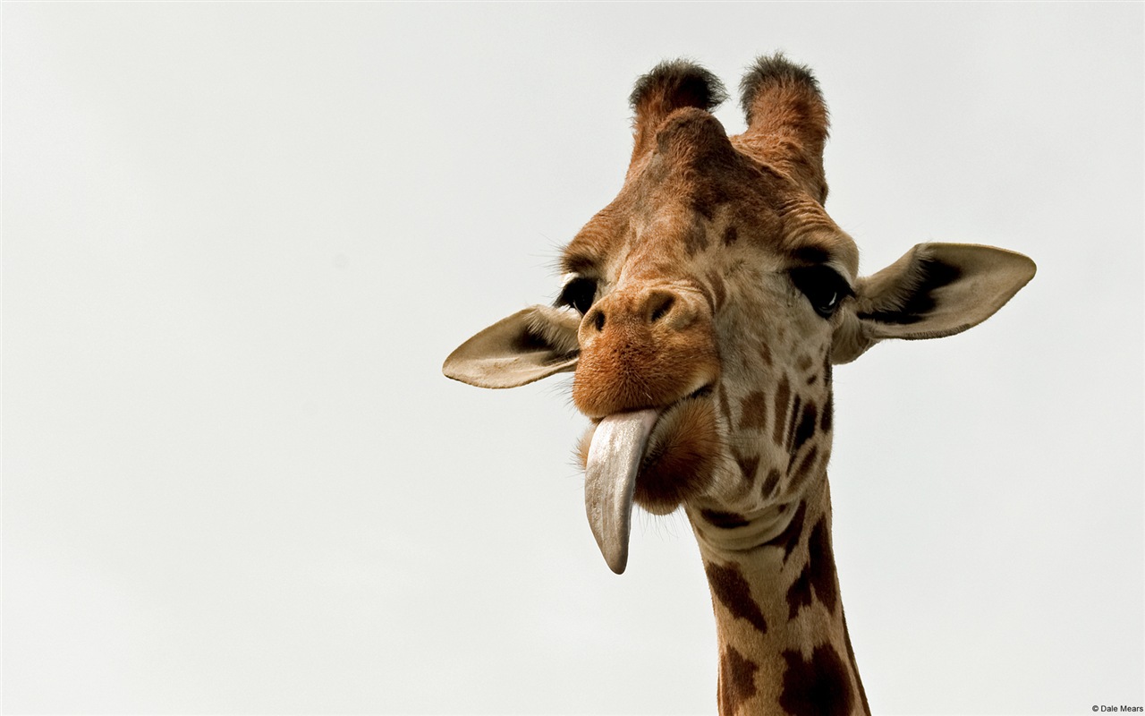 Colorful variety of animals, Windows 8 theme wallpapers #11 - 1280x800