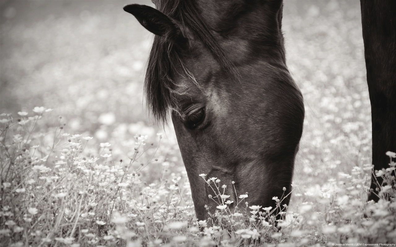 Colorful variety of animals, Windows 8 theme wallpapers #13 - 1280x800