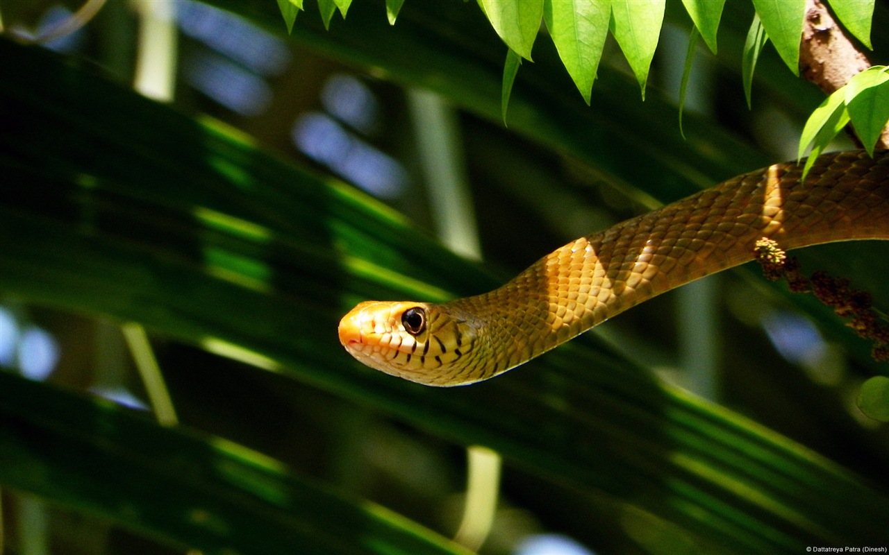 繽紛多樣的動物，Windows 8 主題壁紙 #17 - 1280x800