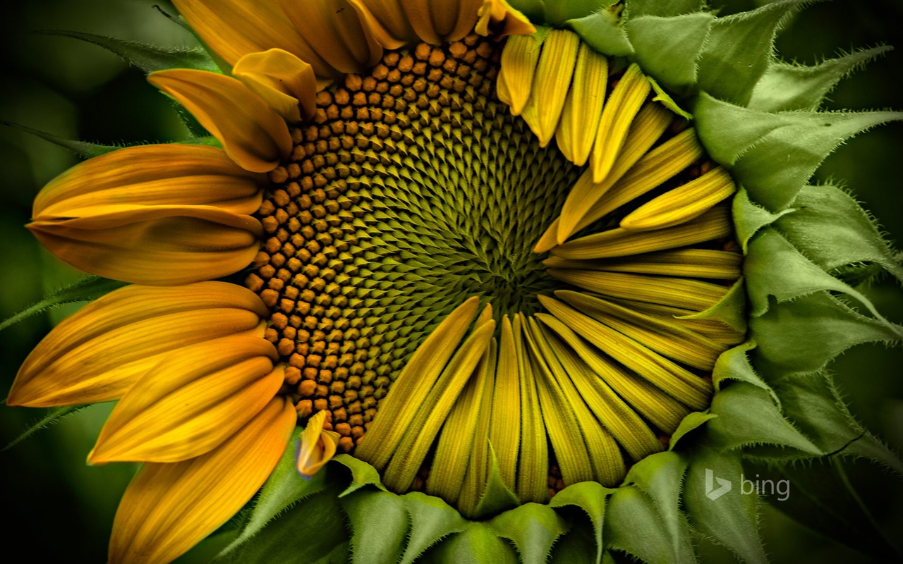 Microsoft Bing HD Tapety na plochu, leden 2014 výběr #3 - 1280x800