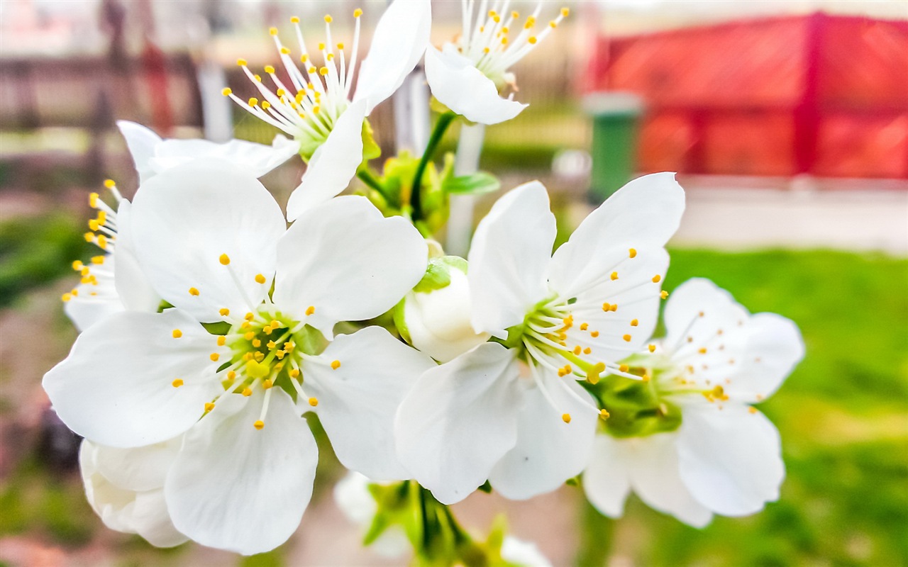 Fresh flowers and grass HD wallpaper #4 - 1280x800