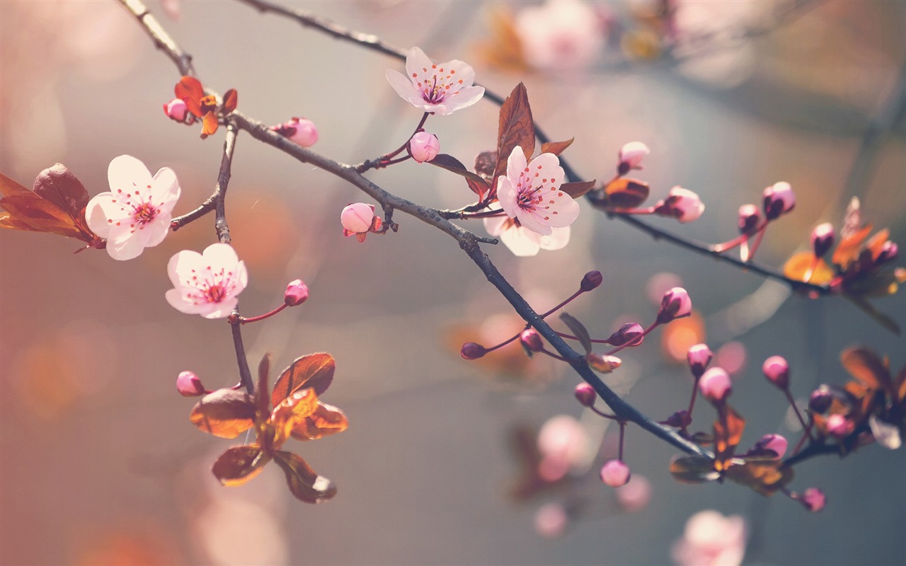 清新的花草 高清壁紙 #11 - 1280x800