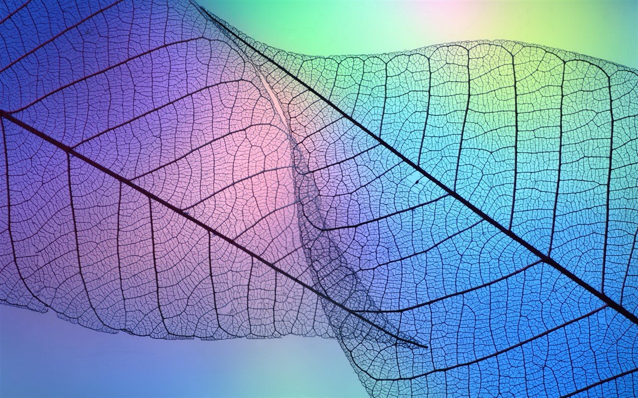 Leaf veine HD photographie fond d'écran #9 - 1280x800