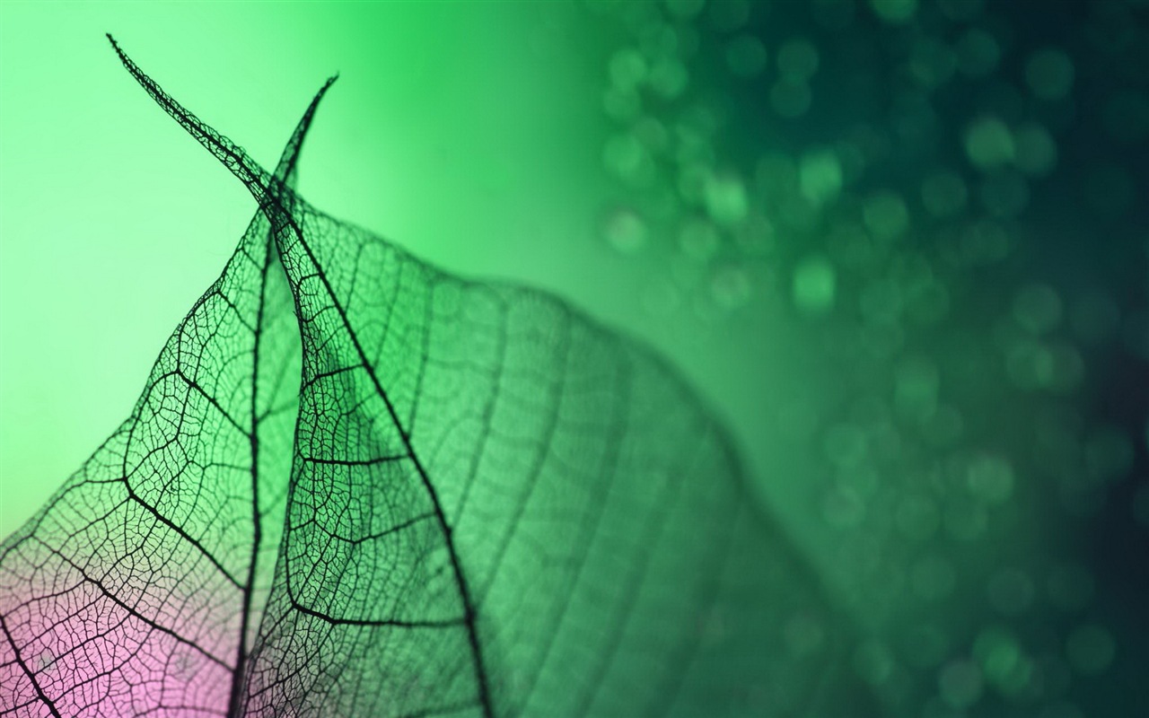 Leaf vein HD photography wallpaper #11 - 1280x800