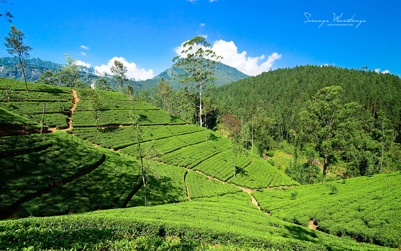 Sri Lanka style de paysage, Windows 8 fonds d'écran thématiques #6 - 1280x800
