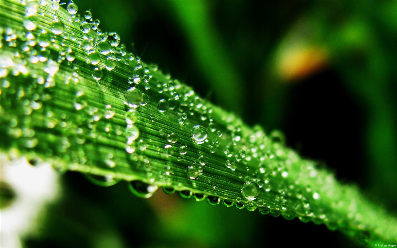 Voda, zdroj života, Windows 8 téma HD Tapety na plochu #1 - 1280x800