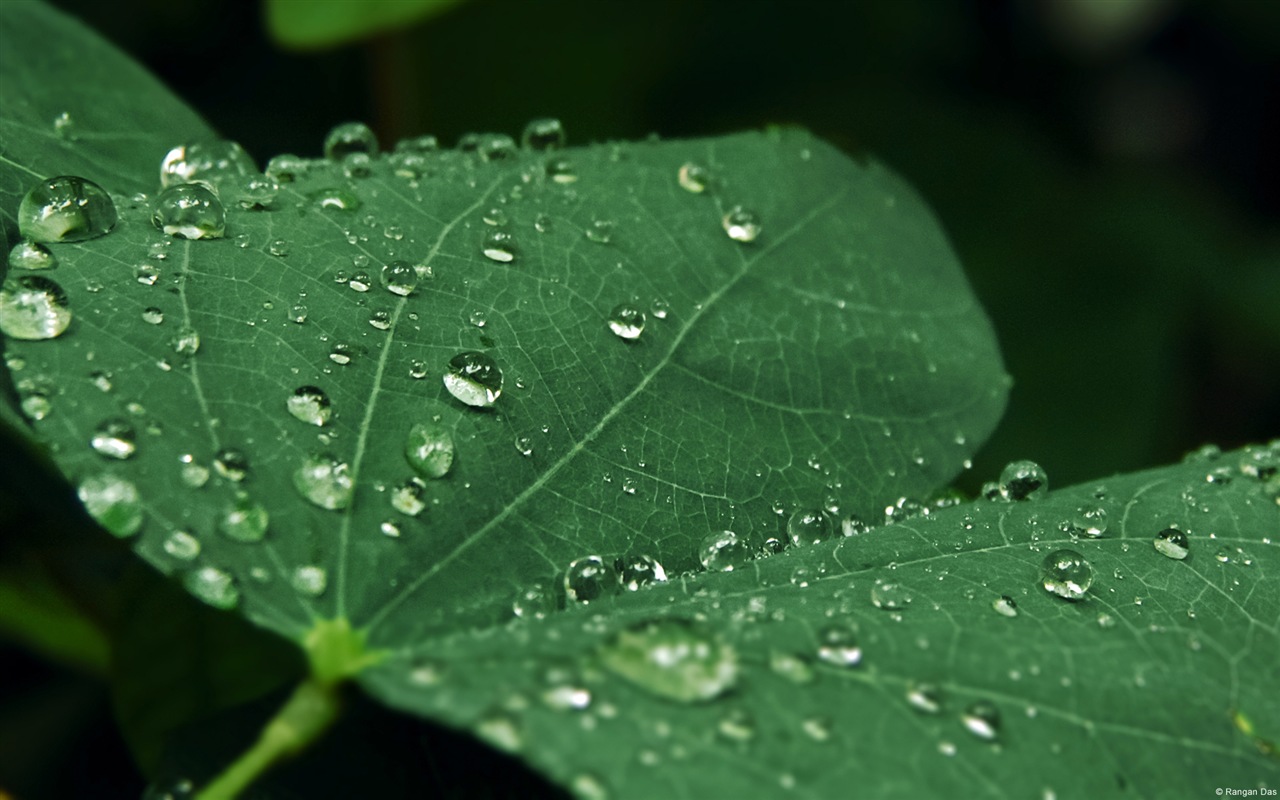 El agua, fuente de vida, fondos de pantalla de Windows 8 tema de HD #7 - 1280x800