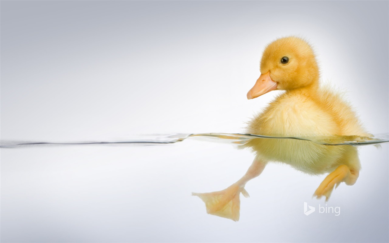 April 2014 Bing HD wallpapers #8 - 1280x800