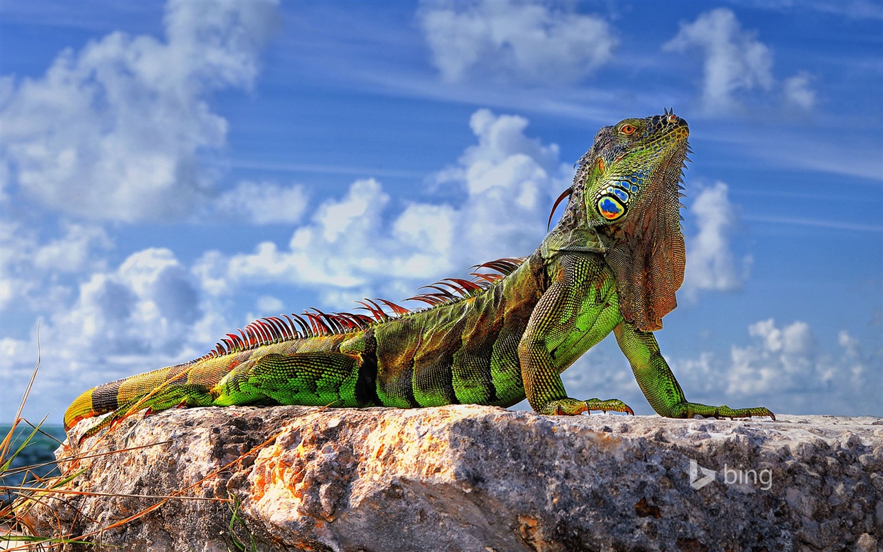 04. 2014 Bing HD tapety na plochu #9 - 1280x800