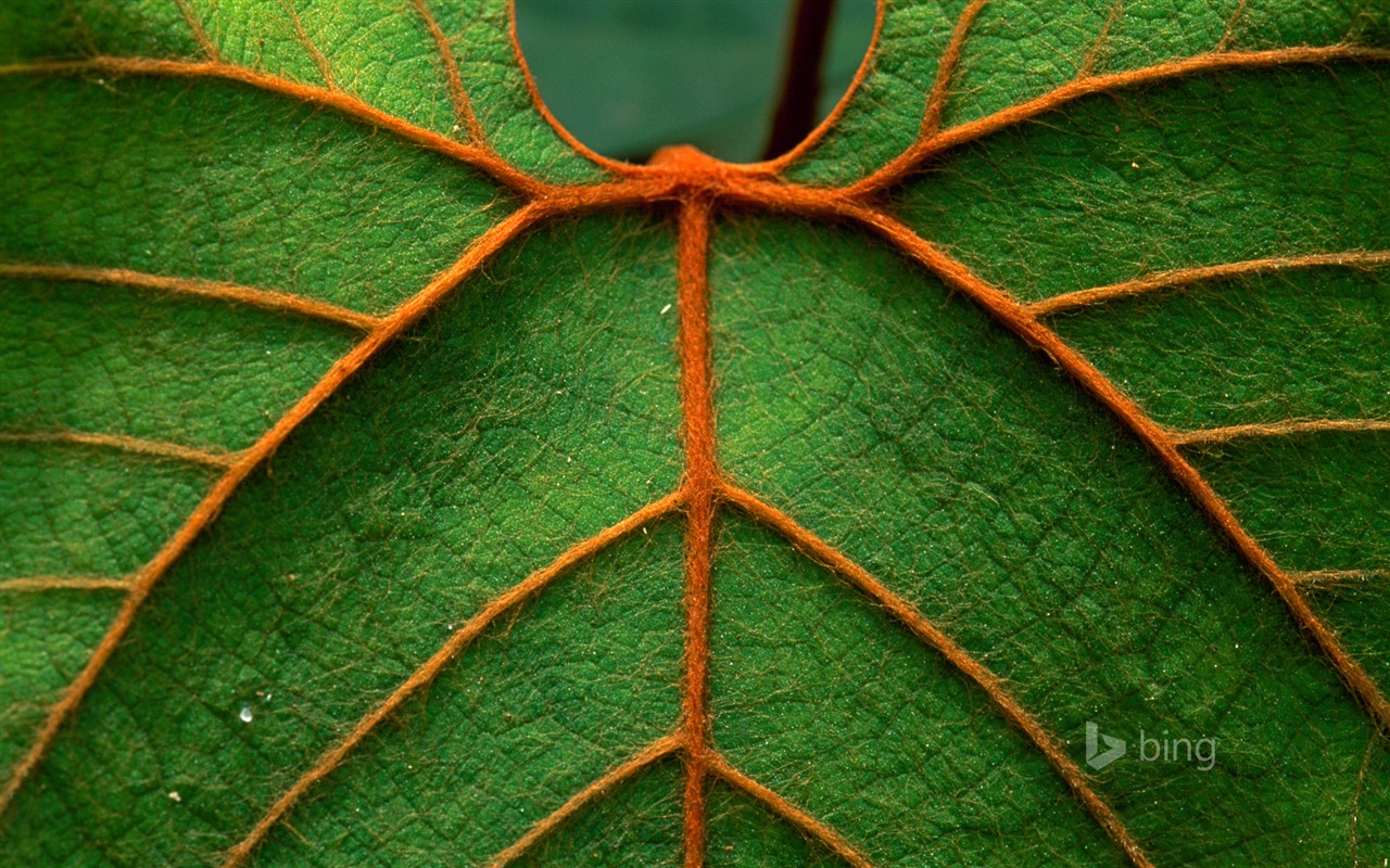 April 2014 Bing HD wallpapers #17 - 1280x800